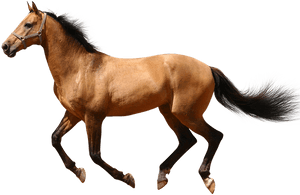 Running Horse No Background Transparent Png Image Web - Horse Running Transparent Background PNG image with transparent background