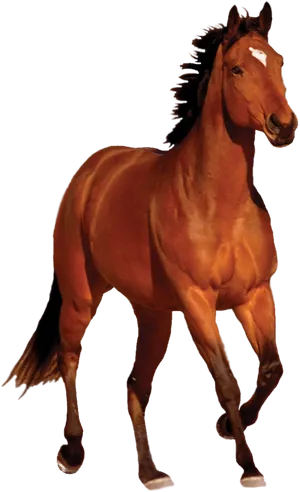 Galloping Chestnut Horse Transparent Background PNG Image