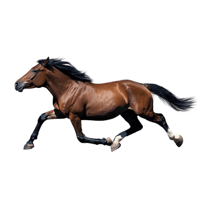 Galloping Horse PNG mac48 PNG