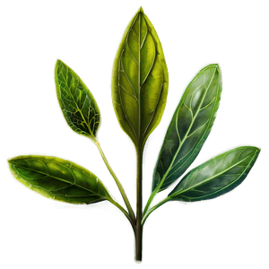 Garden Herb PNG 4 PNG with transparent background