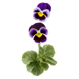 Garden Pansy PNG 06232024 PNG image with transparent background