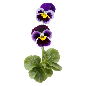 Garden Pansy Png 06232024 PNG Image