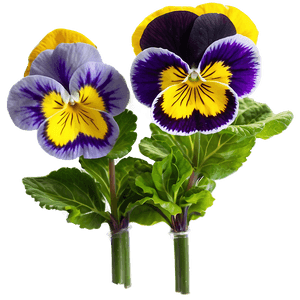 Garden Pansy PNG 15 PNG image with transparent background