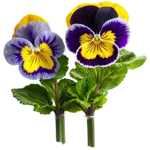 Garden Pansy Png 15 PNG Image