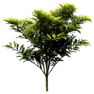 Garden Shrubs PNG oaf PNG
