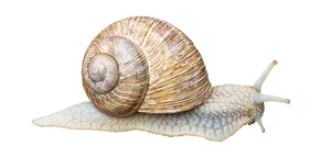 Garden Snail Black Background PNG Image