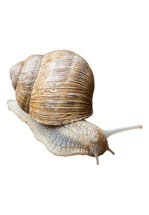 Garden Snail Close Up PNG