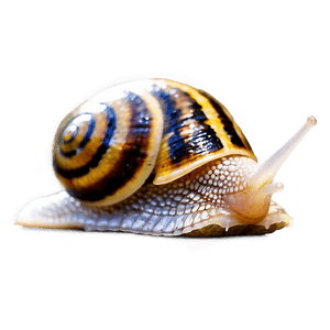 Garden Snail PNG 05232024 PNG