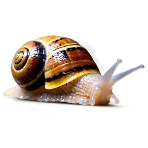 Garden Snail PNG fwi PNG