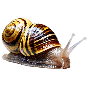 Garden Snail PNG wgk PNG