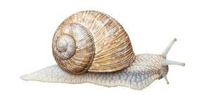 Garden Snail Side View PNG