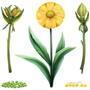 Garden Yellow Flowers Png Wvg PNG Image