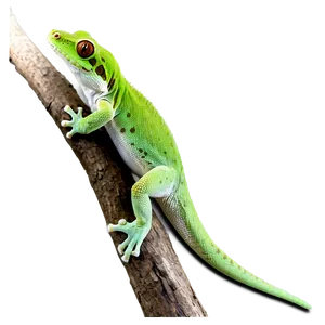 Gecko On A Branch Png Hlk20 PNG Image