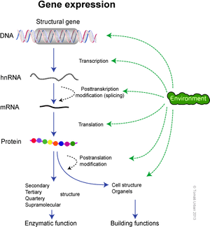 Dogma Molecular Biology - Gene Expression Biology, HD Png Download PNG image with transparent background