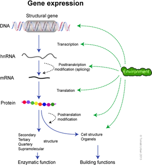 Gene_ Expression_ Process_ Diagram PNG Image