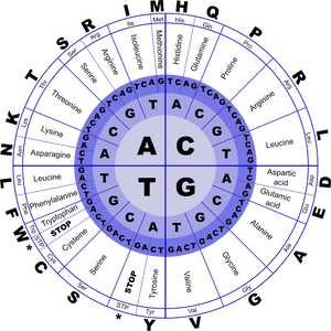 Rna Genetic Code, HD Png Download PNG with transparent background