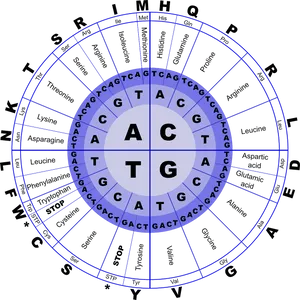 Genetic Code Chart Circular Representation PNG Image