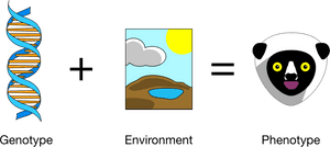 Genotype Plus Environment Equals Phenotype PNG with transparent background