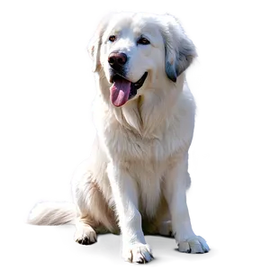 Gentle Giant Great Pyrenees Png 58 PNG Image