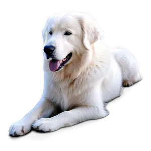 Gentle Giant Great Pyrenees Png 8 PNG Image