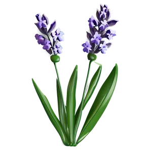 Gentle Lavender Sprig Png 06252024 PNG Image