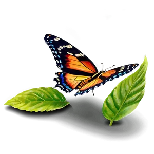 Genuine Butterfly Picture Png Ouo96 PNG Image