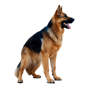 German Shepherd Adult PNG fxv PNG image with transparent background