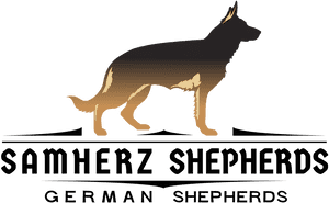 Baja Vom Samherz - Old German Shepherd Dog, HD Png Download PNG image with transparent background