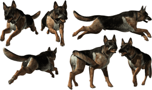 German Shepherd Png - Old German Shepherd Dog, Transparent Png PNG image with transparent background