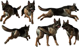 German Shepherd Multiple Poses PNG Image