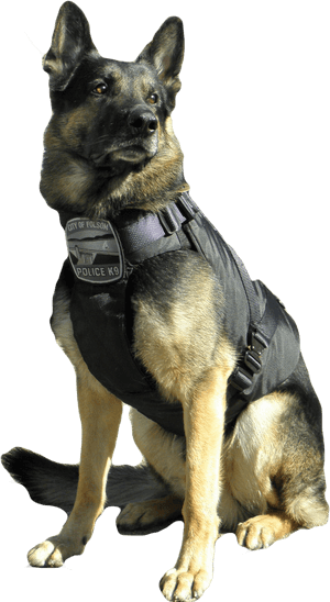 Hounds On Working Leashes Emergency K-9 Service Dogs - Police German Shepherd Png, Transparent Png PNG image with transparent background