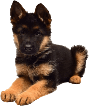 German Shepherd Puppy Png Picture, Transparent Png PNG image with transparent background