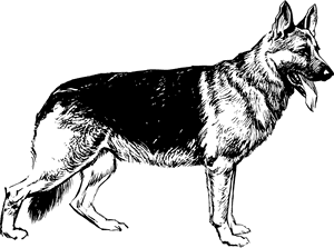 Dog Clipart German Shepherd - German Shepherd Black And White, HD Png Download PNG image with transparent background