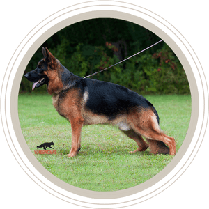 German Shepherd Dog, HD Png Download PNG image with transparent background