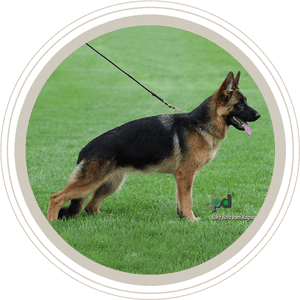 Dogs For Sale, HD Png Download PNG image with transparent background