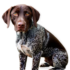 German Shorthaired Pointer Close-up Png 06292024 PNG Image