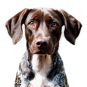 German Shorthaired Pointer Close-up Png 06292024 PNG Image