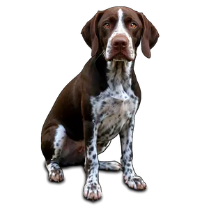 German Shorthaired Pointer D PNG Image