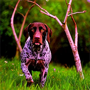 German Shorthaired Pointer In Field Png 06292024 PNG Image