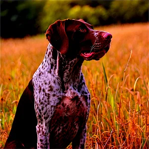 German Shorthaired Pointer In Field Png 06292024 PNG Image