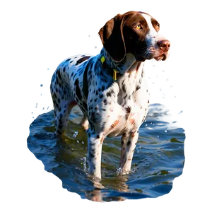 German Shorthaired Pointer In Water Png Ssj PNG Image