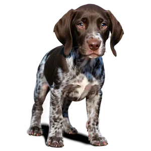 German Shorthaired Pointer Puppy Png Vct26 PNG Image