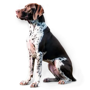 German Shorthaired Pointer Sitting Png Chy28 PNG Image