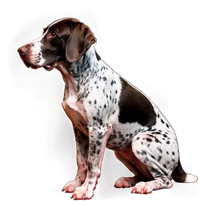 German Shorthaired Pointer Sitting Png Gou92 PNG Image