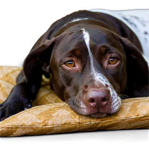 German Shorthaired Pointer Sleeping Png Mrm PNG Image