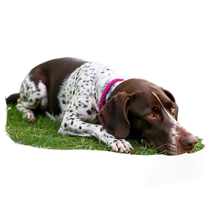 German Shorthaired Pointer Sleeping Png Wsy78 PNG Image