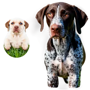 German Shorthaired Pointer With Puppies Png 18 PNG Image