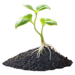 Germinating Sprout Png 06132024 PNG Image