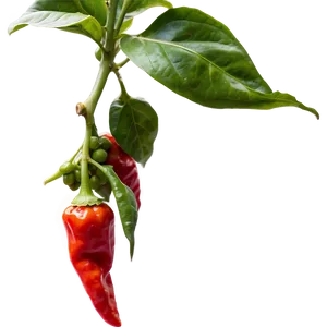 Ghost Pepper Plantation Png Cjg28 PNG Image