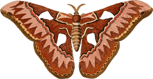 Moth Clipart, HD Png Download PNG